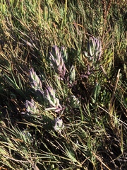 Chloropyron maritimum palustre
