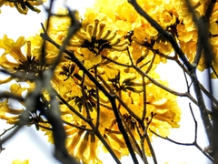 Handroanthus chrysanthus