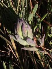 Chloropyron maritimum palustre
