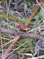 Agesander ruficornis