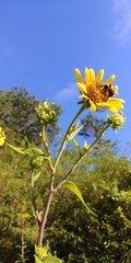 Helianthus resinosus