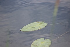 Paracercion calamorum