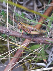 Agesander ruficornis