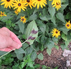 Bactericera antennata