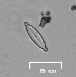 Naviculales