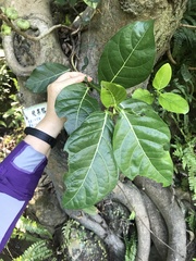 Ficus septica