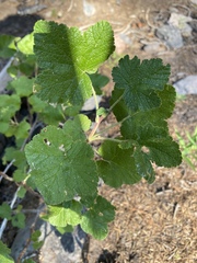 Ribes viscosissimum