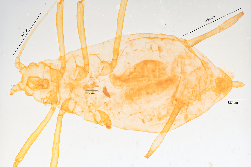 Green-striped Thimbleberry Aphid
