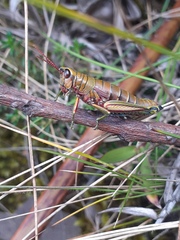 Agesander ruficornis