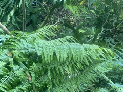 Angiopteris lygodiifolia