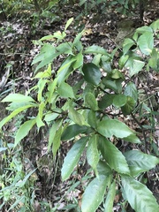Quercus glauca