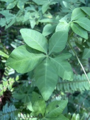 Ipomoea cairica
