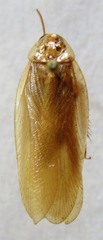 Latiblattella angustifrons