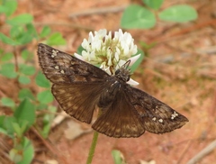 Erynnis juvenalis