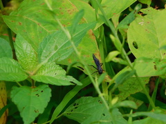 Cratichneumon unifasciatorius