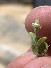 Fendlerella utahensis