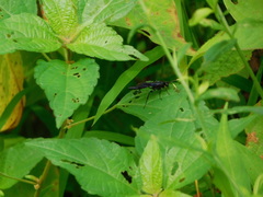 Cratichneumon unifasciatorius
