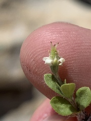 Fendlerella utahensis