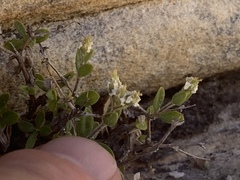 Fendlerella utahensis