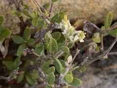 Fendlerella utahensis