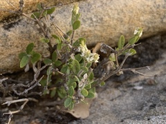 Fendlerella utahensis