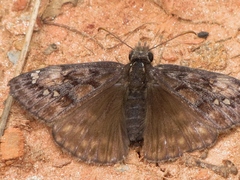 Erynnis juvenalis