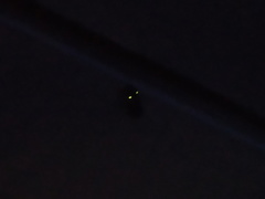 Deilelater mexicanus