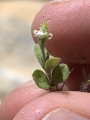 Fendlerella utahensis