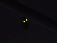 Deilelater mexicanus