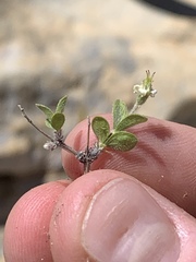 Fendlerella utahensis