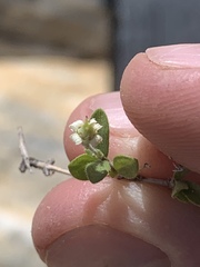 Fendlerella utahensis