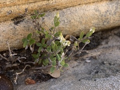 Fendlerella utahensis