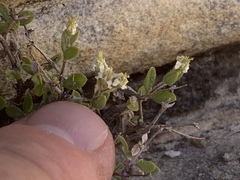 Fendlerella utahensis