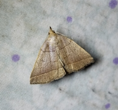 Zanclognatha obscuripennis