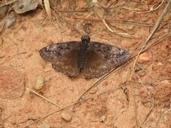 Erynnis juvenalis