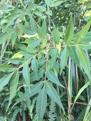 Tetradium glabrifolium