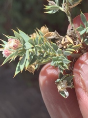 Glossopetalon pungens