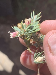 Glossopetalon pungens