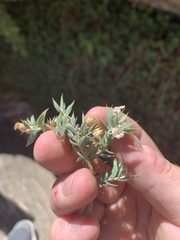 Glossopetalon pungens