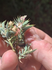 Glossopetalon pungens