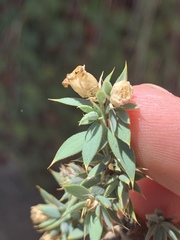 Glossopetalon pungens