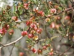 Dodonaea sinuolata