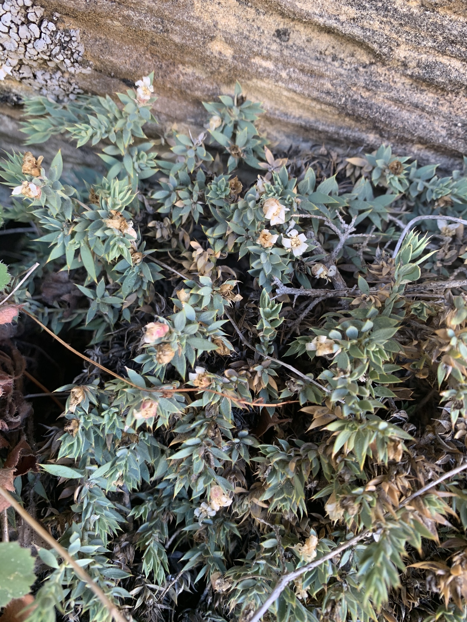 Glossopetalon pungens