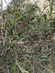 Melaleuca paludicola