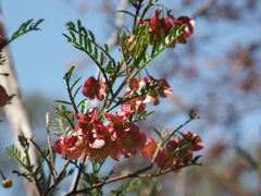 Dodonaea sinuolata