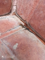 Marisora aquilonaria