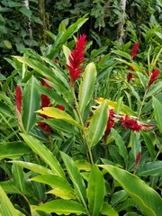 Alpinia purpurata