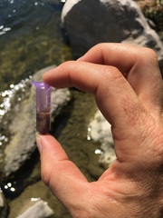 Naviculales