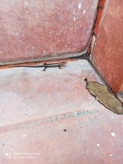 Marisora aquilonaria
