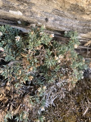 Glossopetalon pungens